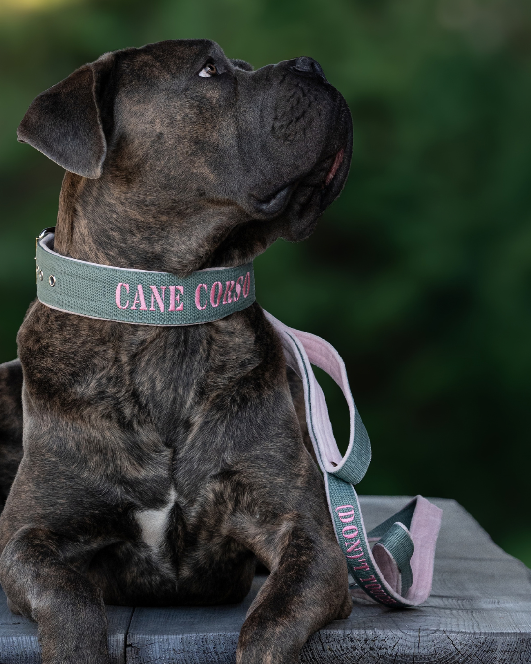 Hundhalsband med namn