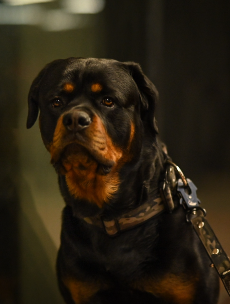 Martingale Camo Green- Brett fodrat hundhalsband halvstryp