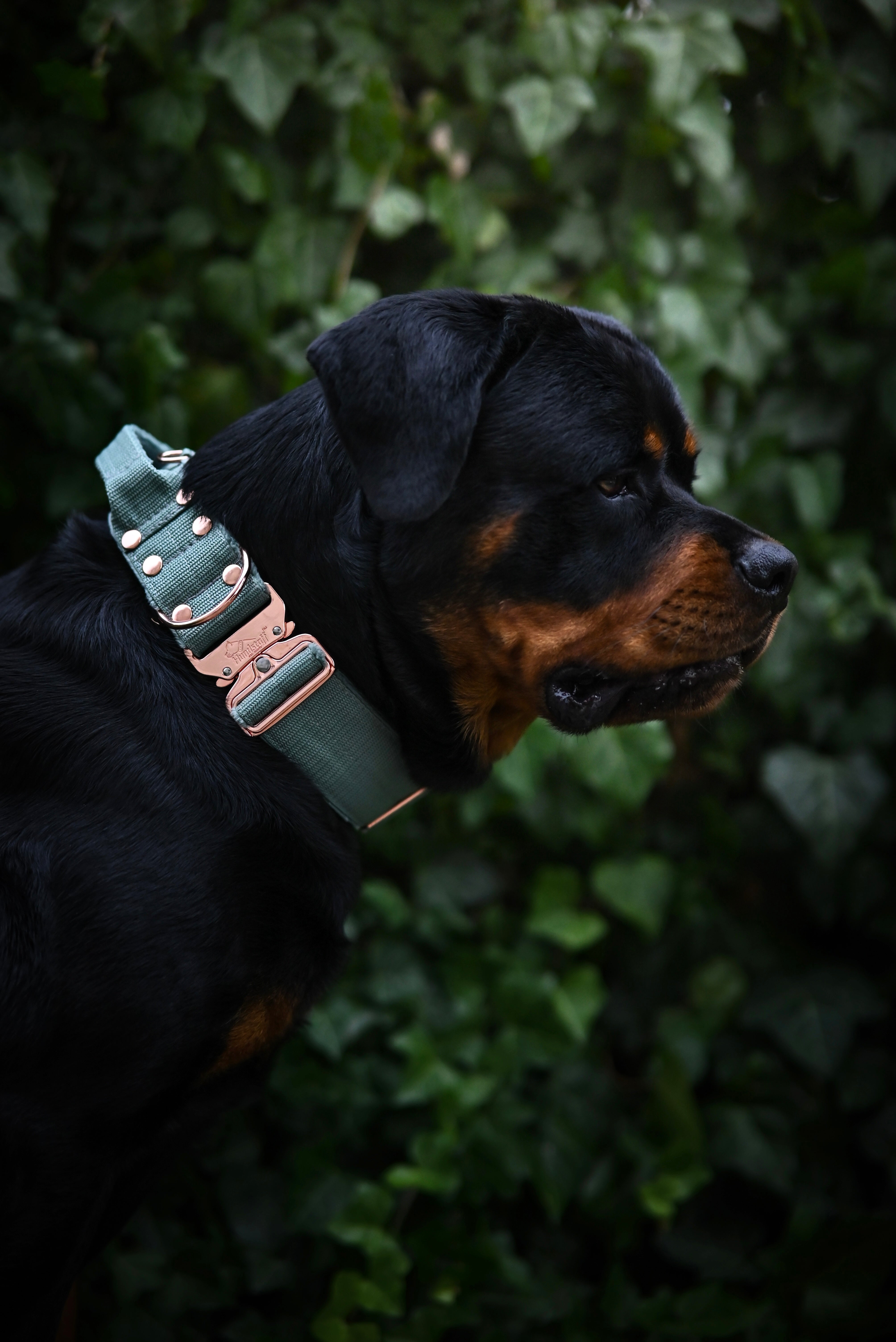 Extreme Rose Buckle Pastel Green - Starkt och säkert halsband