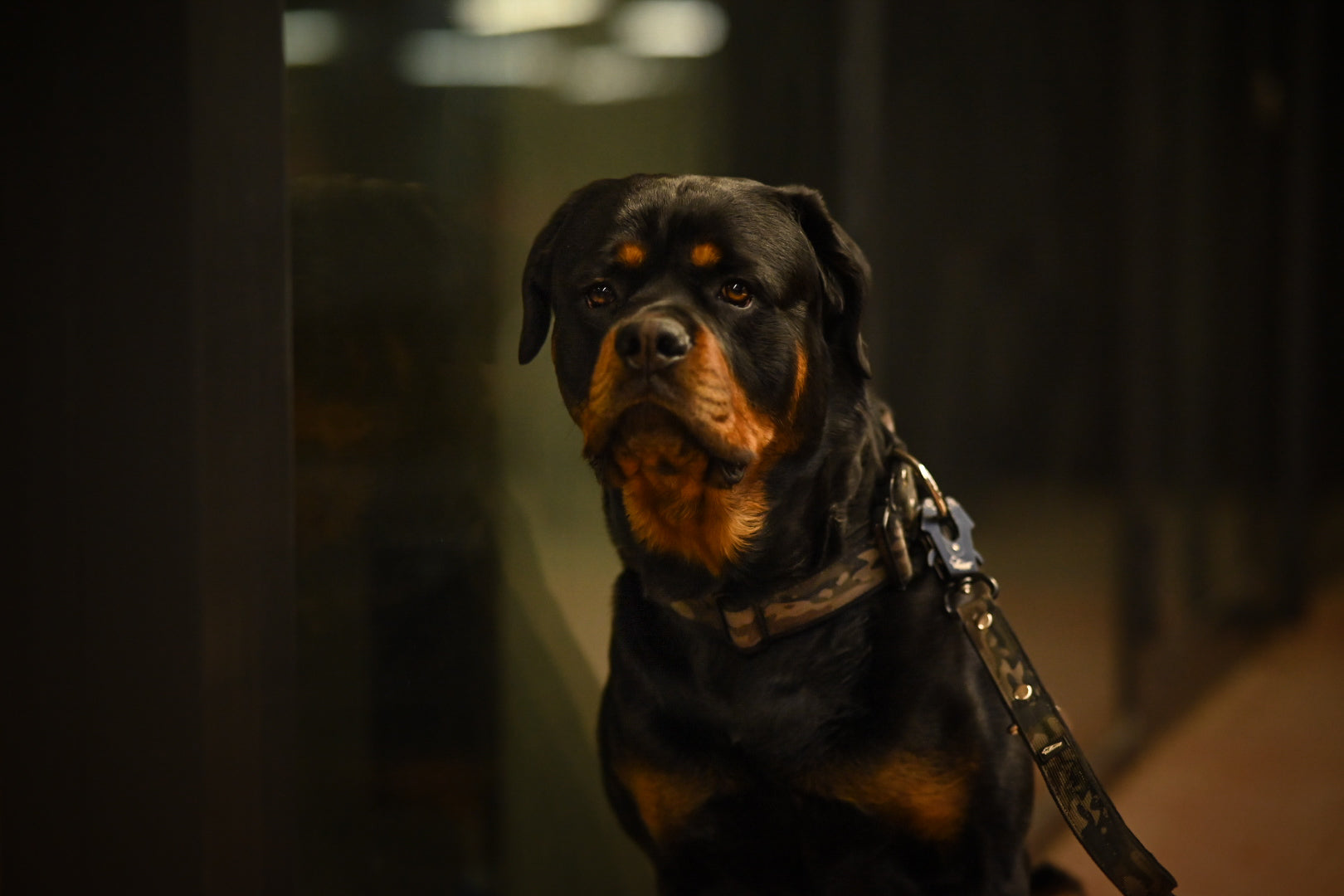 Active Komfort Camo Black - Brett slitstarkt hundhalsband med spänne