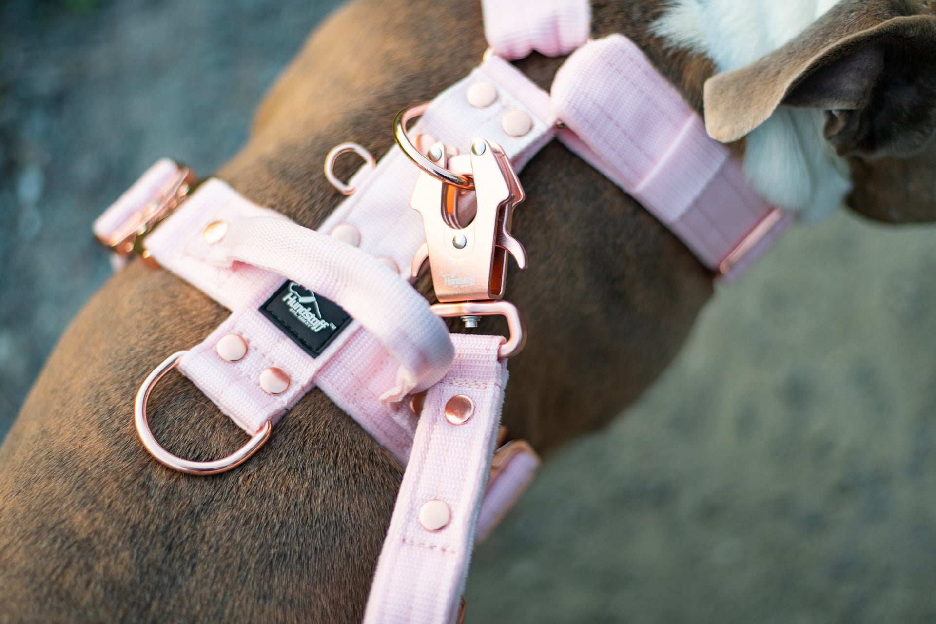 Martingale Rose Edition Pastel Pink - Brett fodrat halsband halvstryp