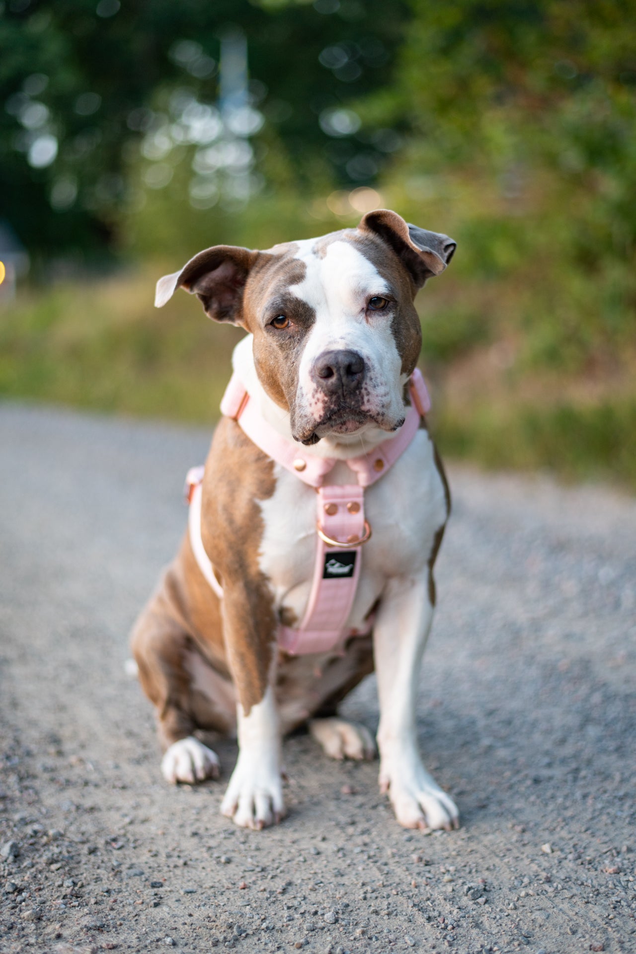 Martingale Rose Edition Pastel Pink - Brett fodrat halsband halvstryp