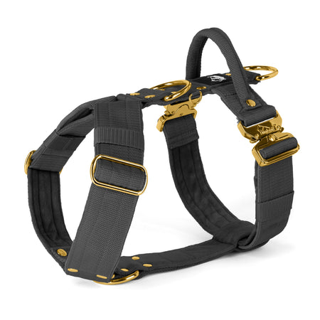 Easy Walk Extreme Gold Buckle