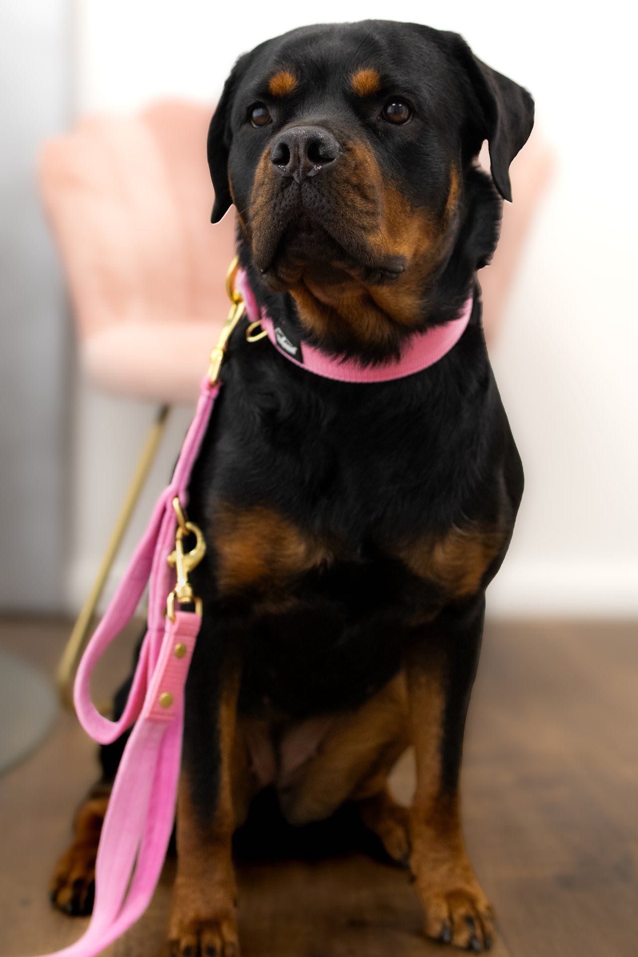 Multileash Golden Candy Pink - Justerbart multikoppel