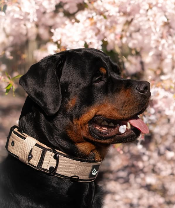 Active Komfort Black Edition Beige - Brett slitstarkt halsband med spänne
