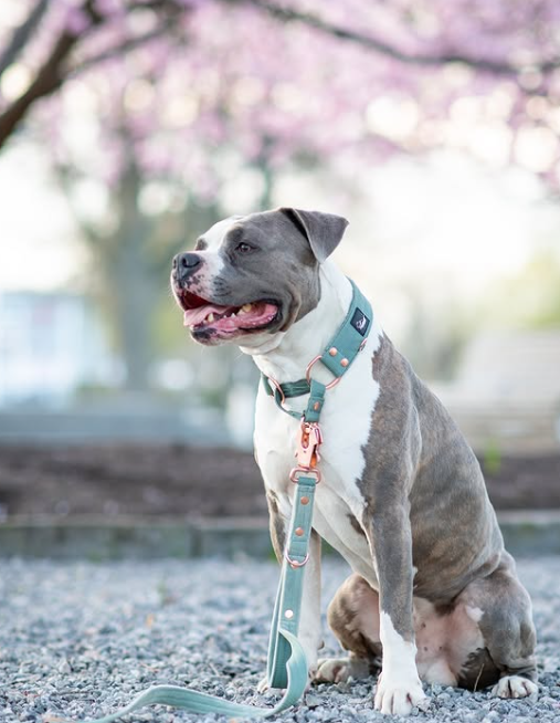 Guard Leash Rose Edition Pastel Green - Väktarkoppel med extra handtag